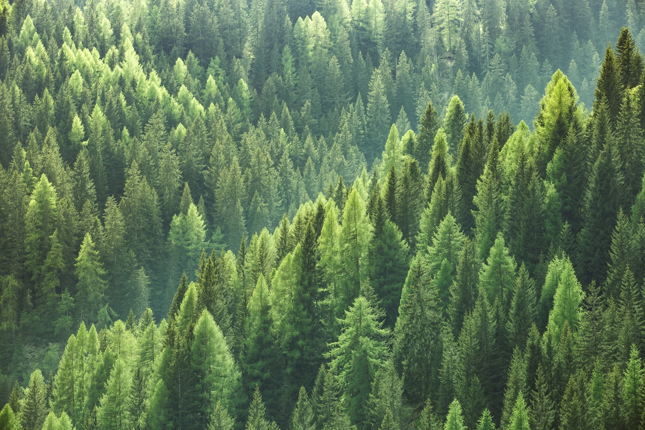 Make Evergreens Thrive With the Right Planting Time