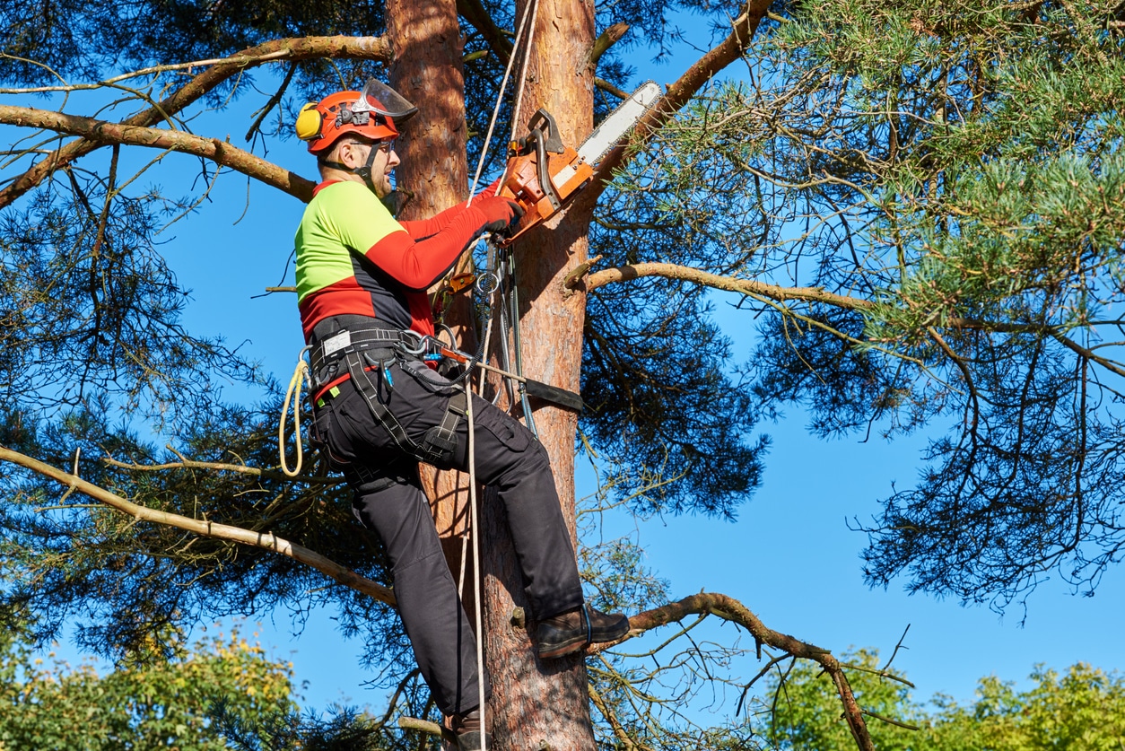 4 Types of Trees That Need Trimming in the Fall