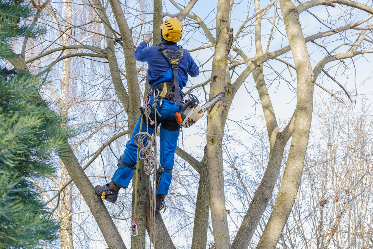 Fertilizing Your Trees in Fall Keeps Them Healthy All Year