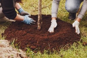 Young married couple in work uniform with shovel plant tree sapling in ground. Background for gentrification of territory. Concept of landscaping, nature, environment and ecology. Copy space