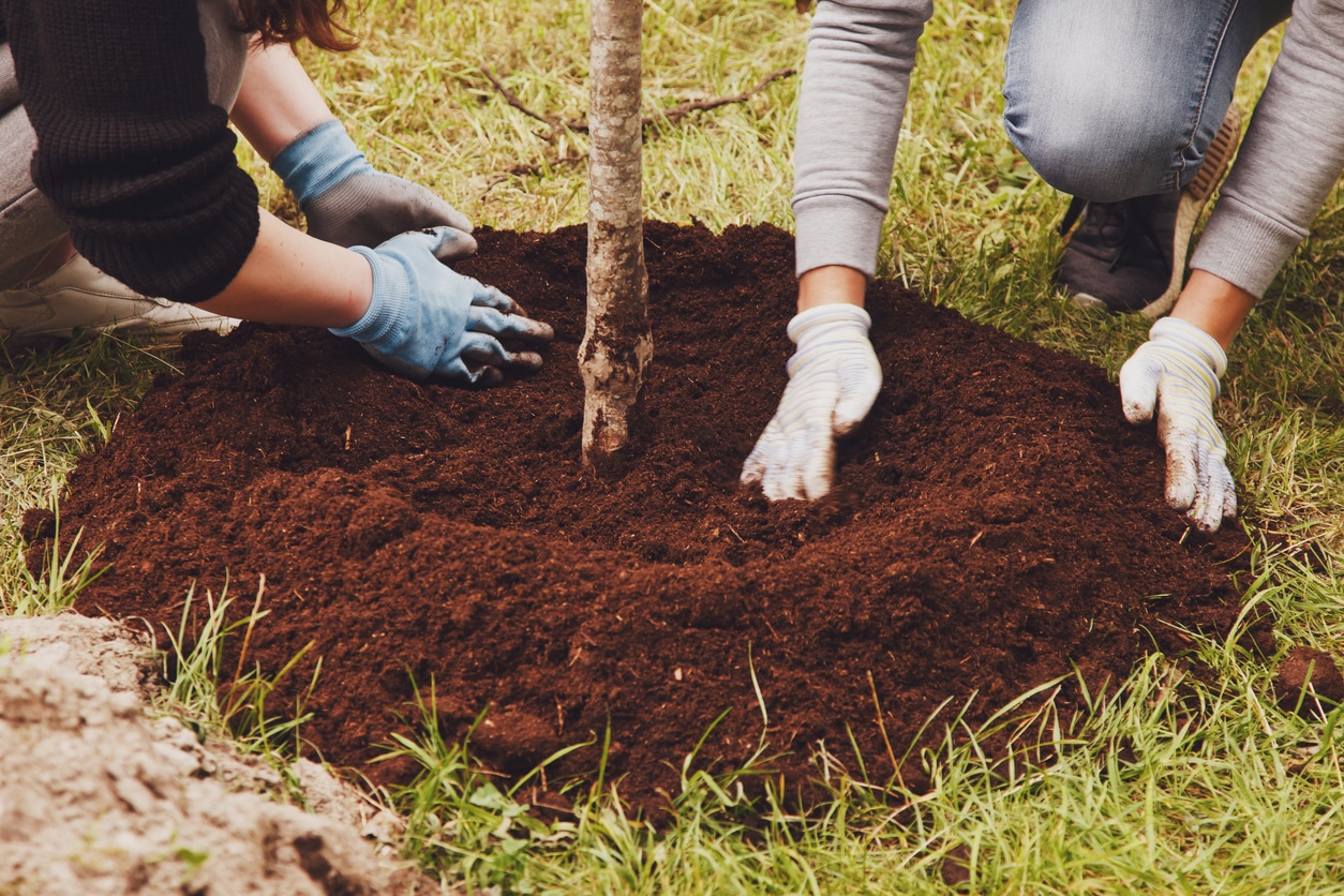 Planting Trees Can Help Improve Your Home’s Energy Efficiency
