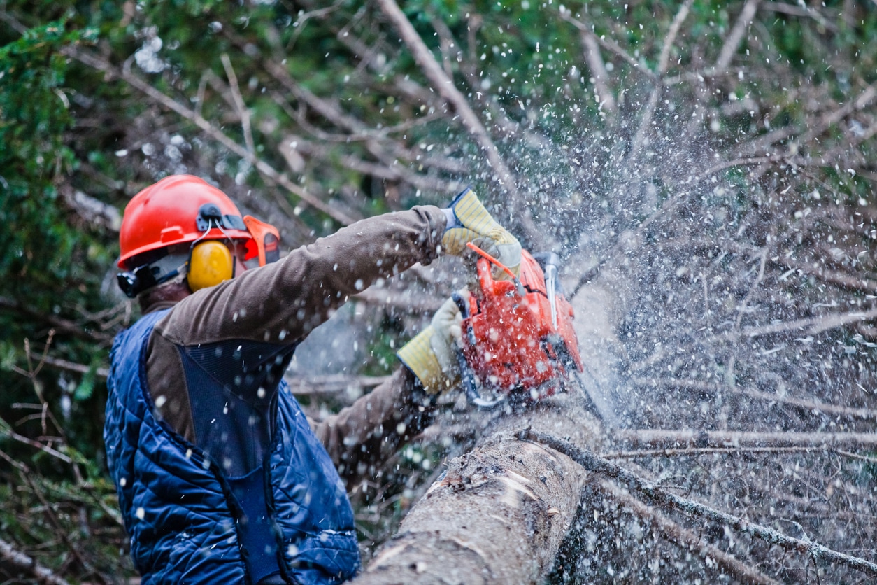 Tips for Pruning Trees in the Winter