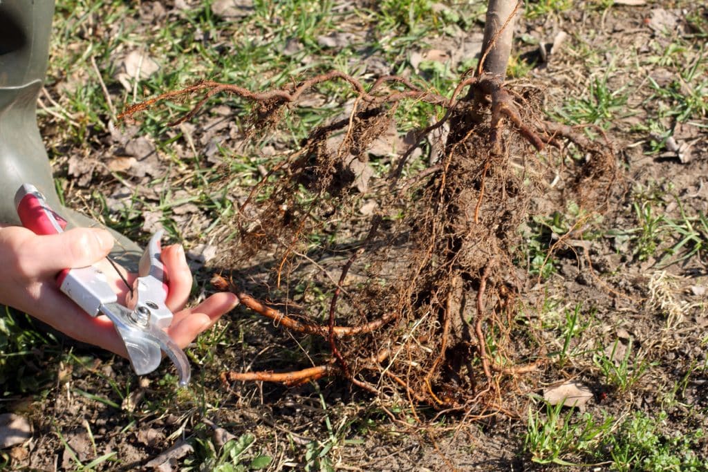 Pruning the roots of the fruit tree before planting