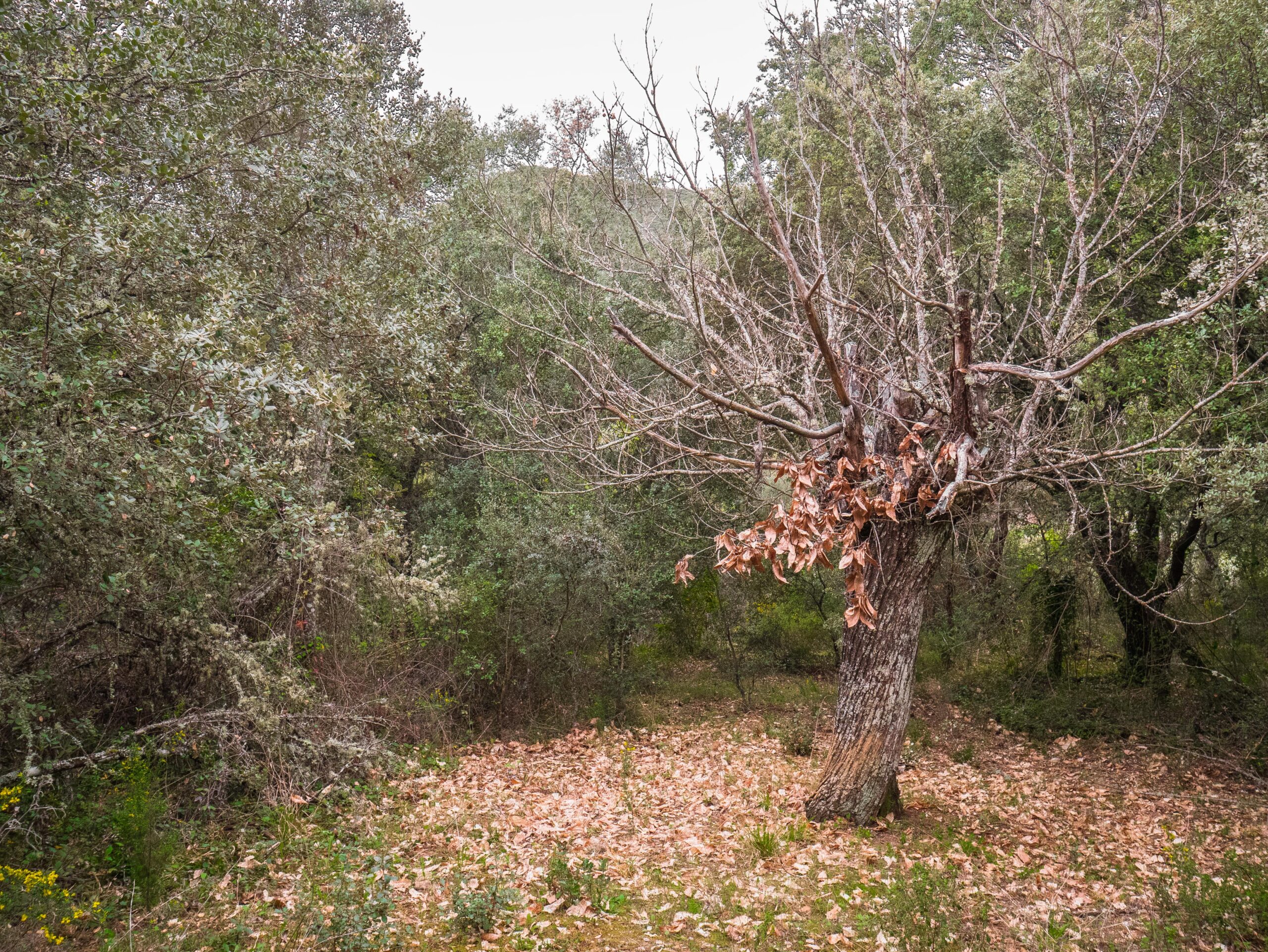 Signs Your Trees Need Watering