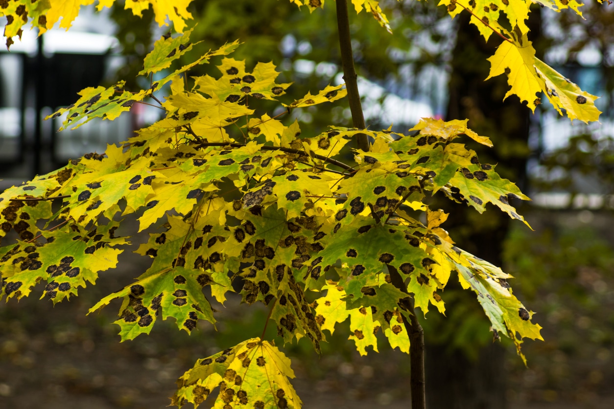 Uncovering the Hidden Threat: Protect Your Trees from Pest Infestations