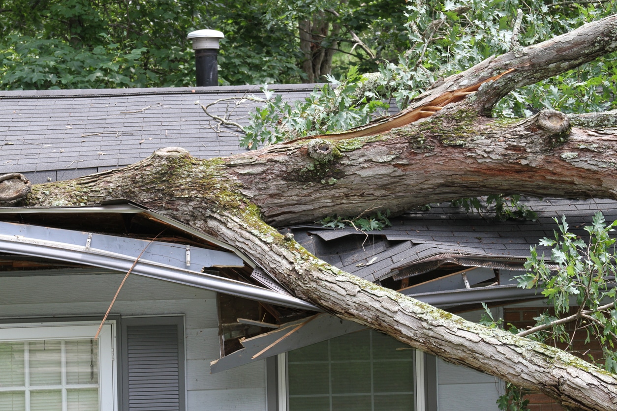 3 Practical Ways to Evaluate Tree Safety