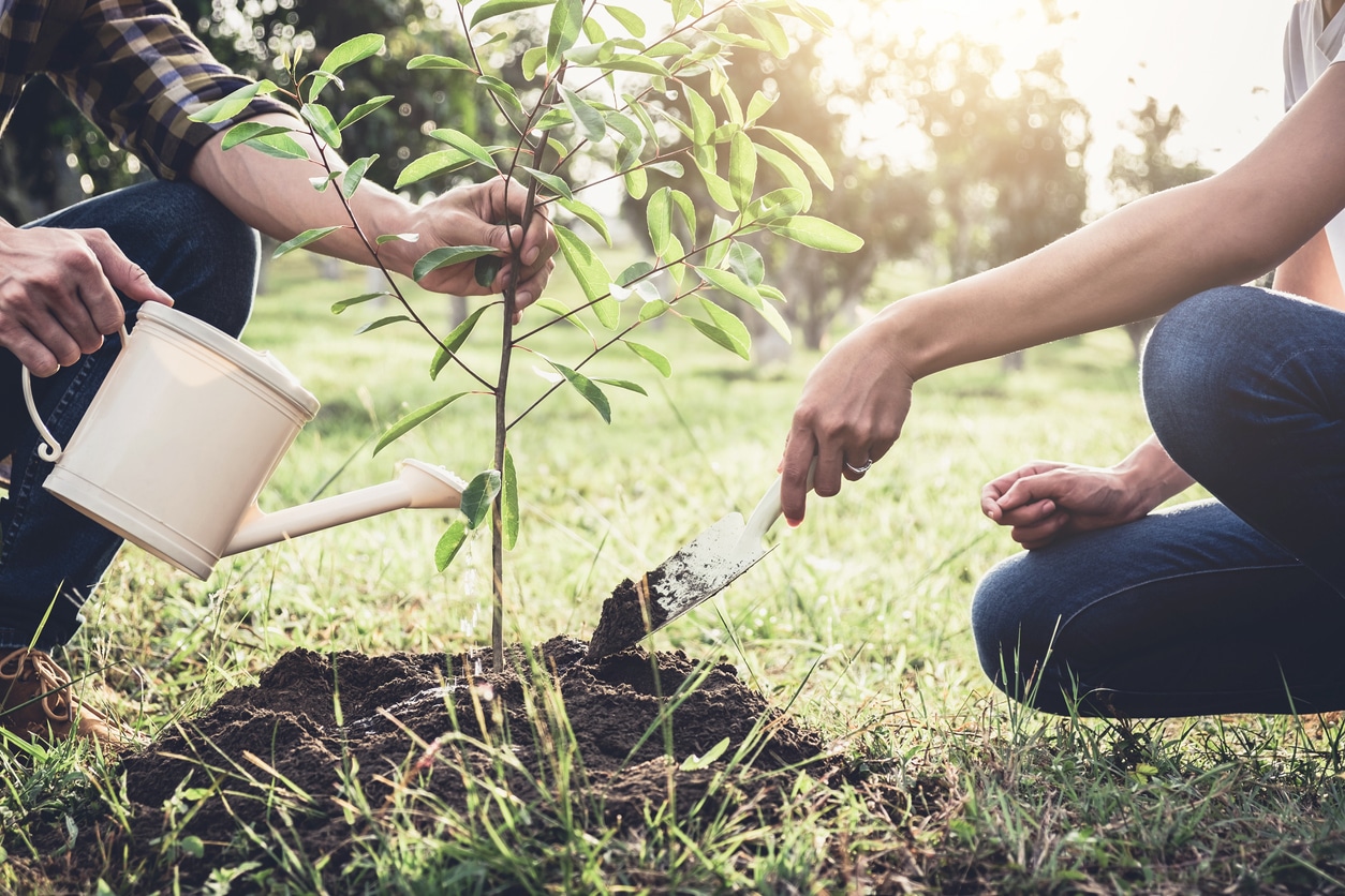 Spring Into Action: Why This Is the Season to Plant Trees