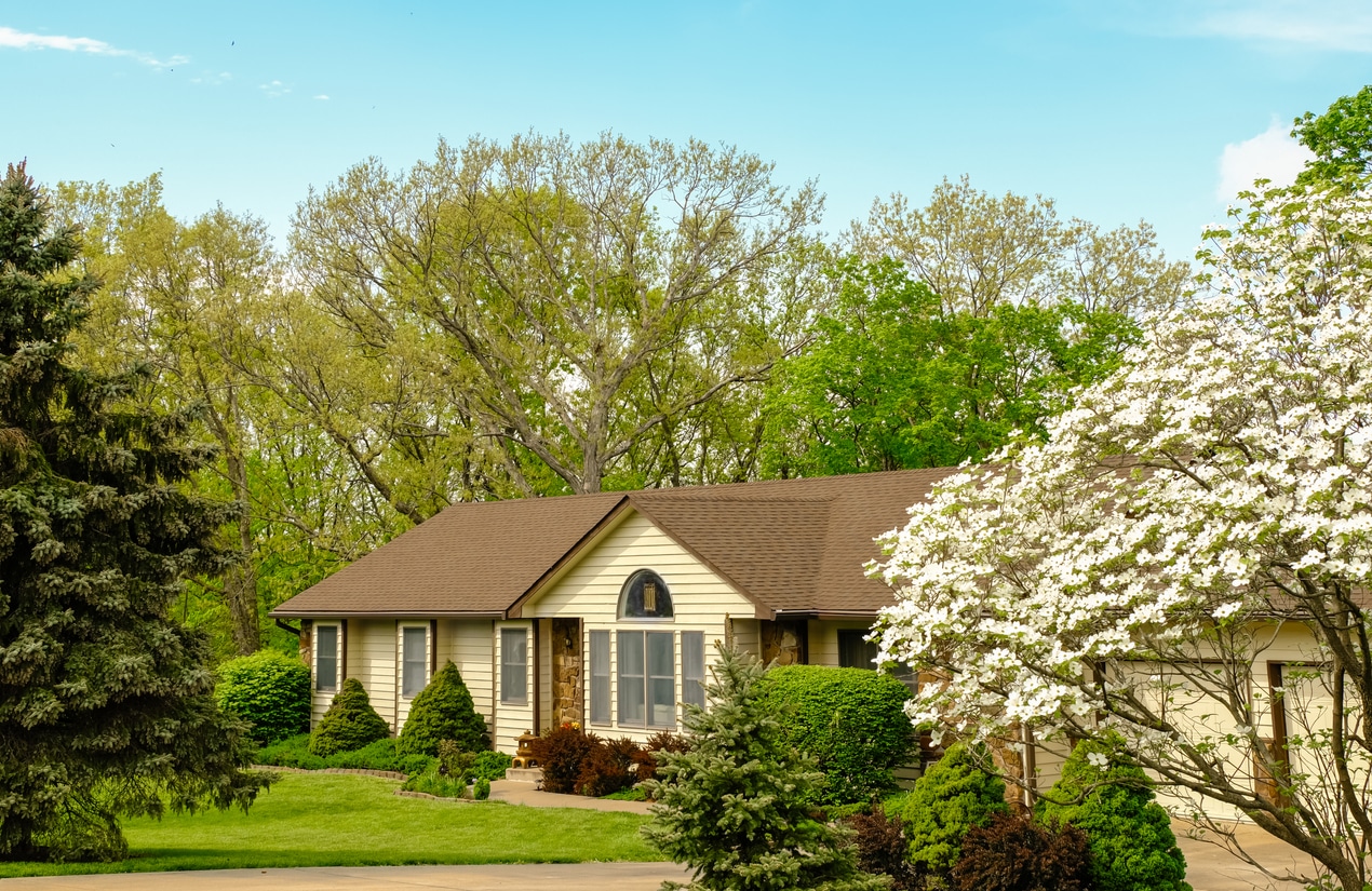 Trees Befriend Us in 4 Amazing Ways