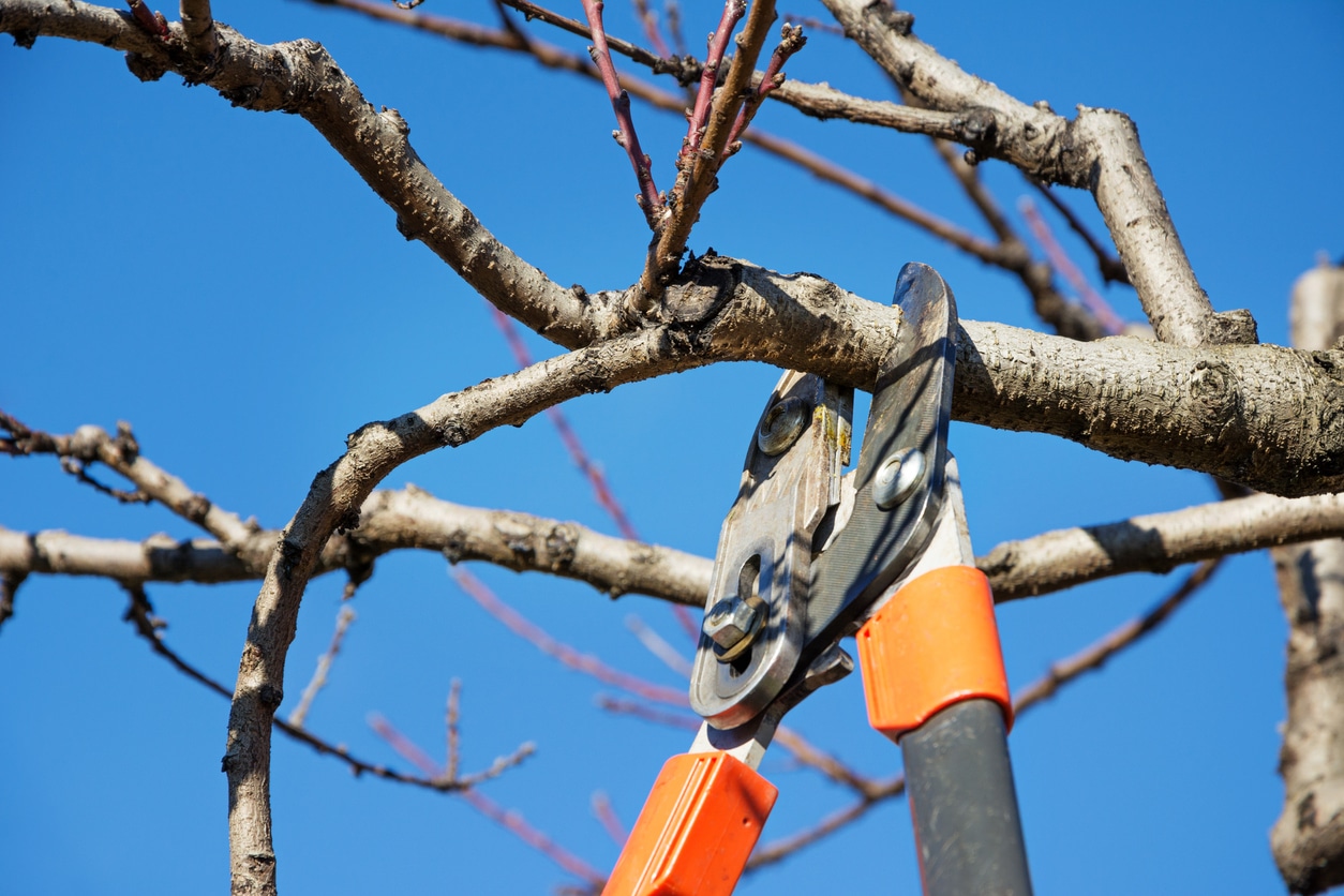 How to Identify and Manage Dying Trees During the Summer