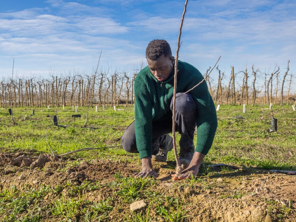 Series of an African farmer planting fruit trees on a sunny winter day. Agriculture concept.