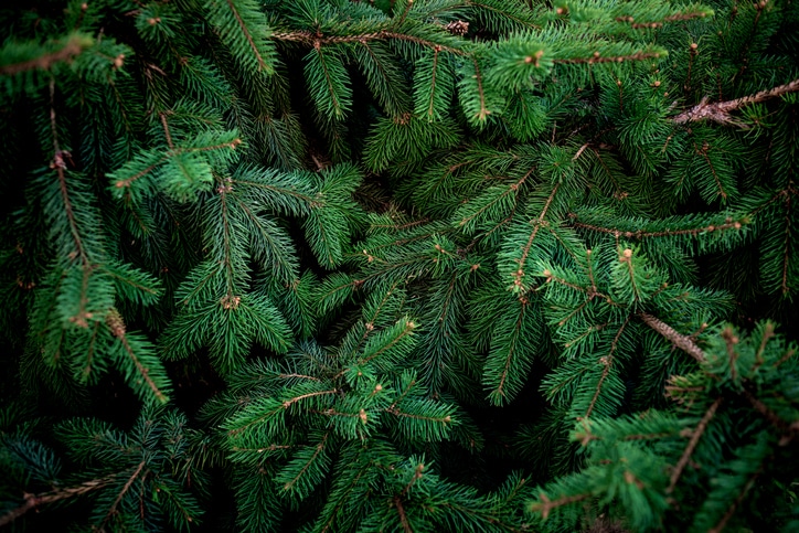 Fluffy pine tree brunch close up.