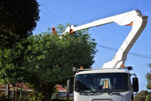 tree trimmer trimming a tree