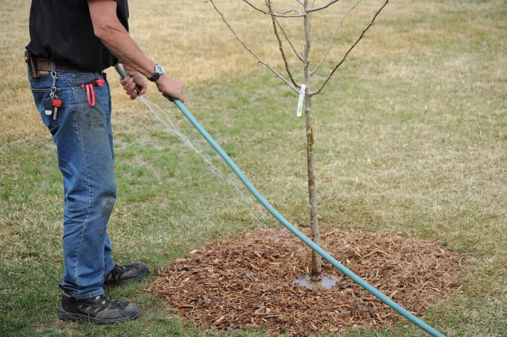 gardener watering a tree
