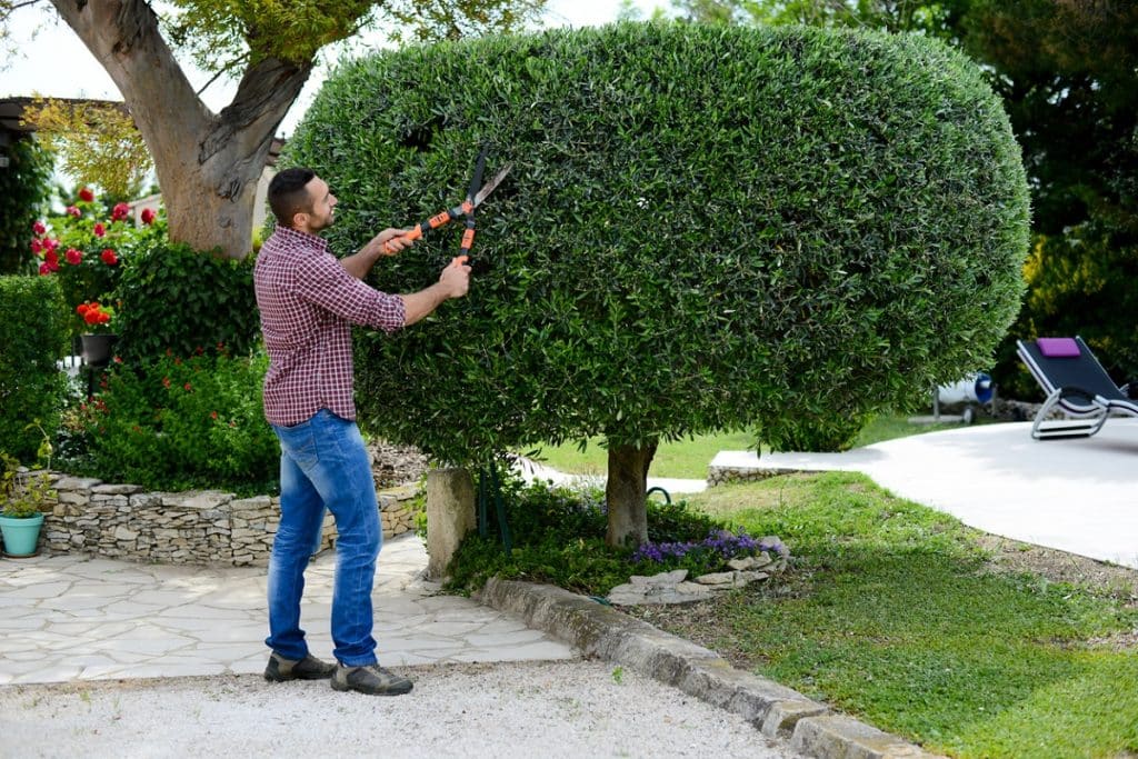 gardener trimming bushes