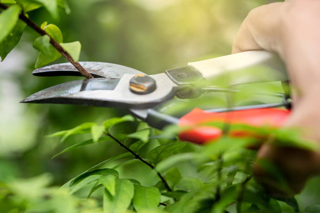 cut branches on plant